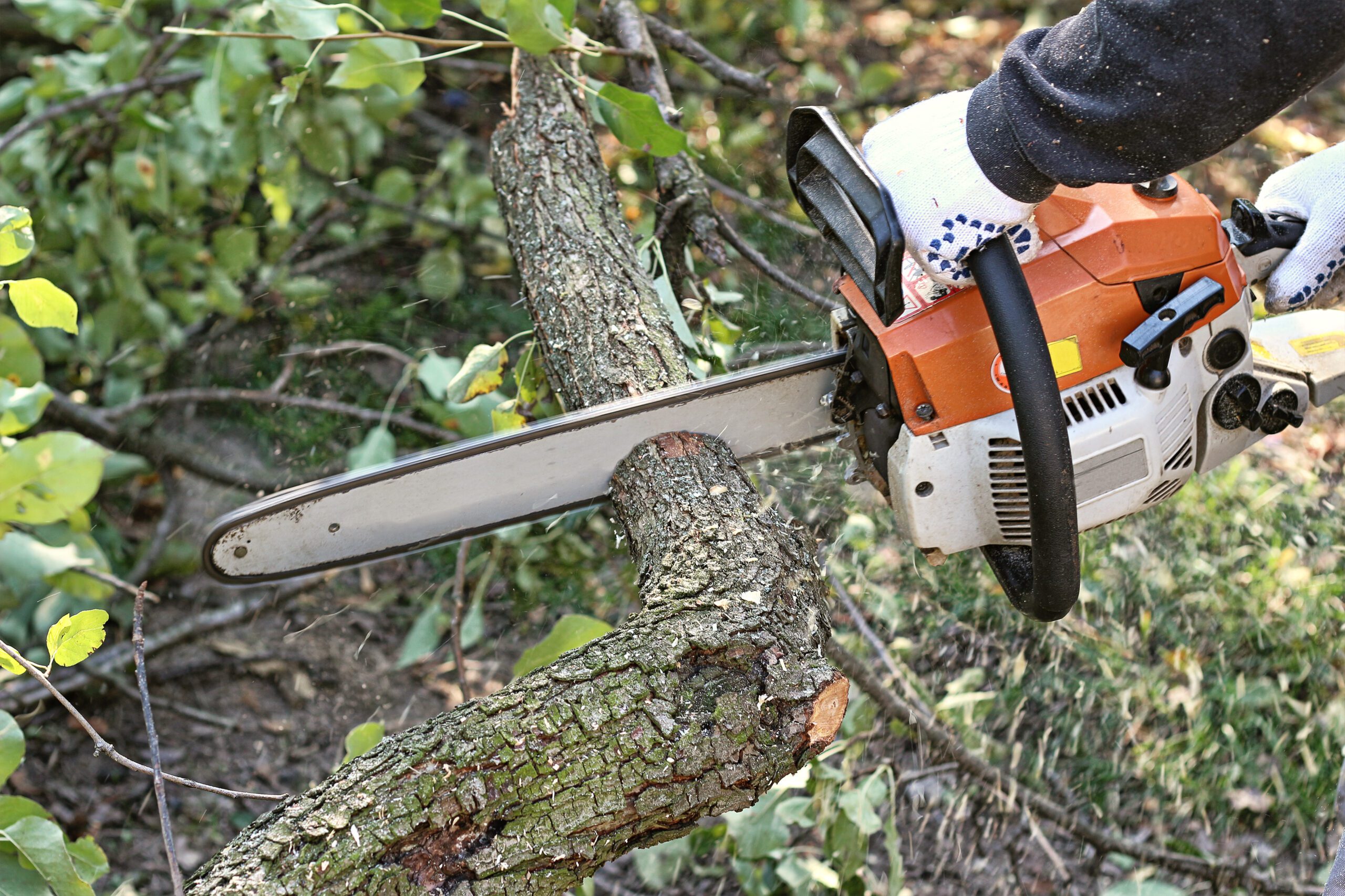 Tree removal service by T&T Tree Service in Valparaiso Indiana