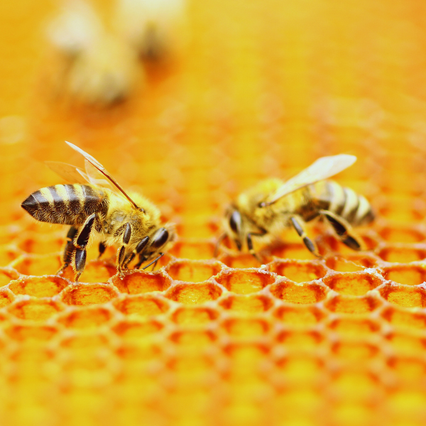 Helful Insects Knowing the Difference Between Dangerous/Beneficial Insects