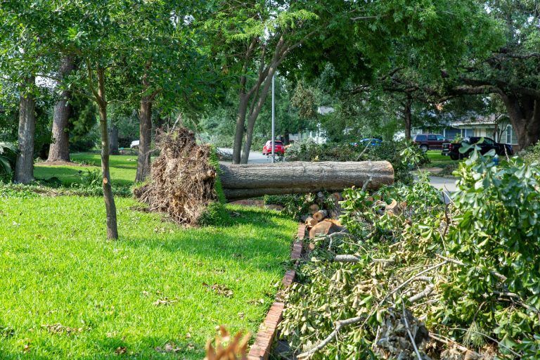 fallen-tree-in-a-yard; tree falls on your property; emergency tree removal