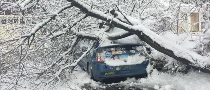7 Signs a Tree Is Dangerous After Winter Storms