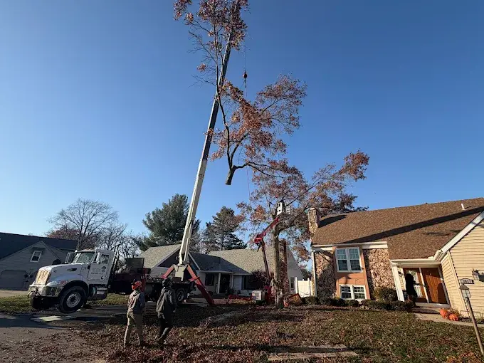 Storm Damage Tree Cleanup for NWI Homeowners