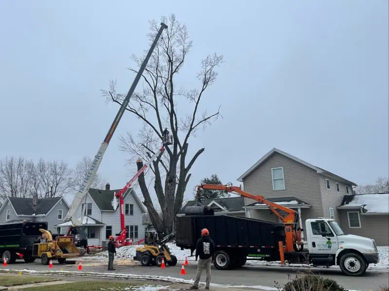 Affordable tree removal service in Valparaiso Indiana with cleanup