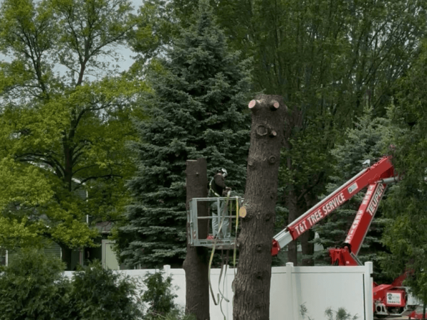 2025-09-16 23_39_45-T & T Tree Service - Google Maps - Vivaldi