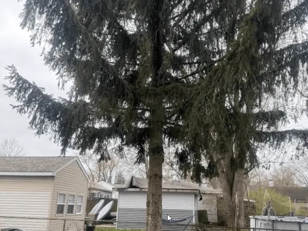 2025-09-16 23_53_25-T & T Tree Service - Google Maps - Vivaldi