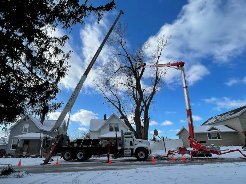 tree removal in portage