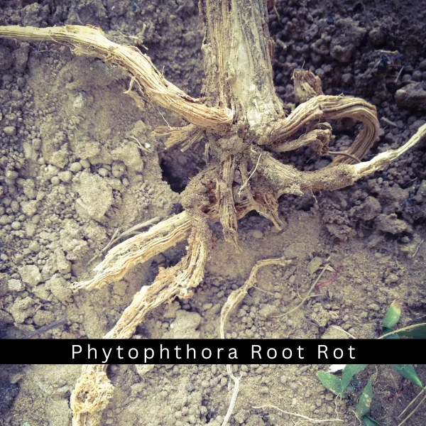 Tree Rootworm 7 Tree Pests & Tree Diseases To Watch Out For In NWI
