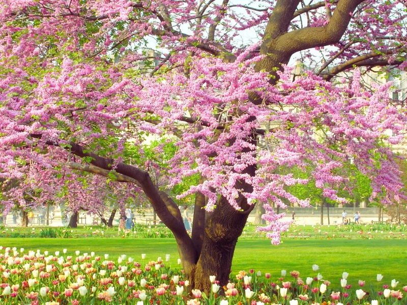 springtime tree growth; trim your trees before springtime