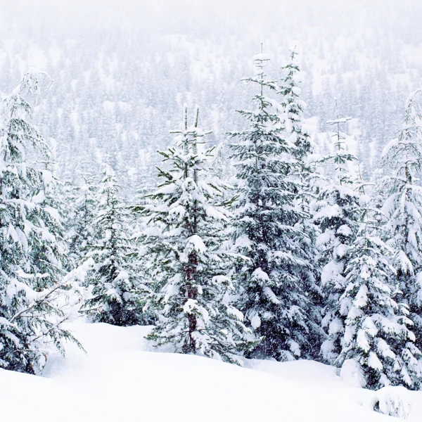 lake effect snow; trees in winter; valparaiso, indiana; winter protection for trees